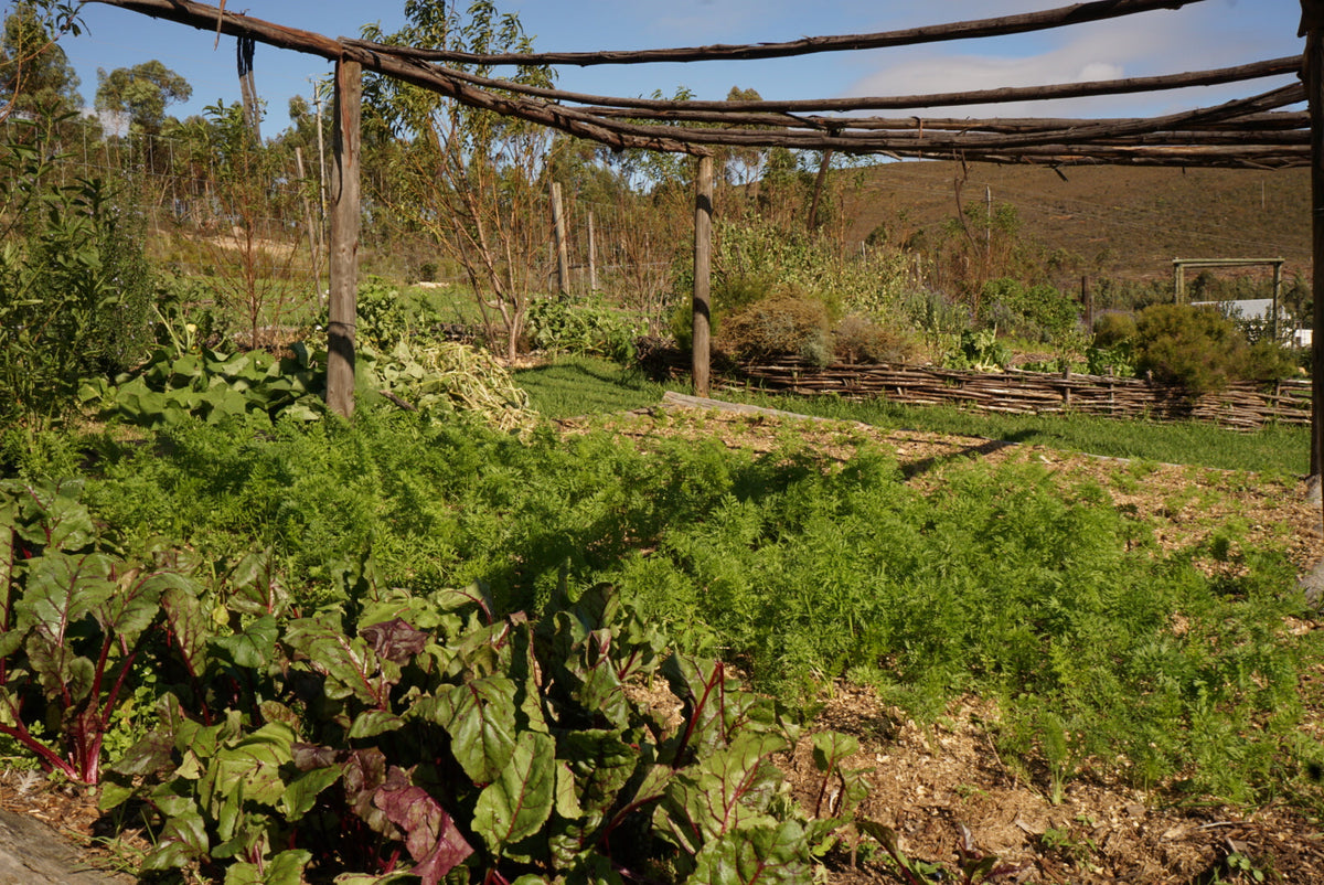 Swiss chard growing strongly in mulched beds on a South African market garden