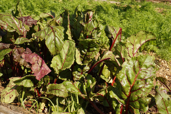 Beetroot leaves growing in a mulched bed