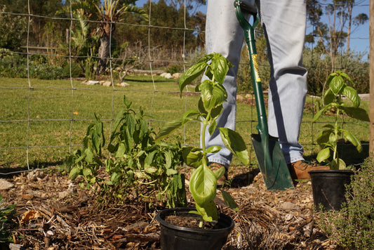 How to Prepare a Vegetable Garden: Step by Step