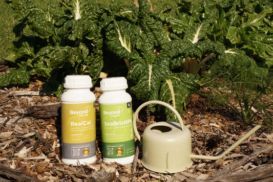 fertiliser products in a veggie garden with a watering can