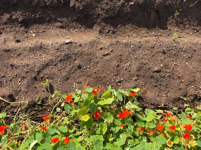 How to Manage Pests Without Pesticides