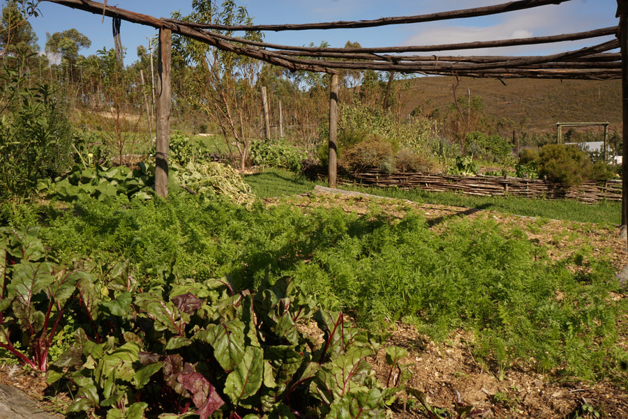 Swiss chard growing in mulched beds