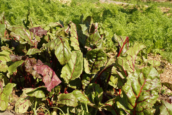 Beetroot leaves growing in a mulched bed